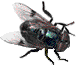 the fly
